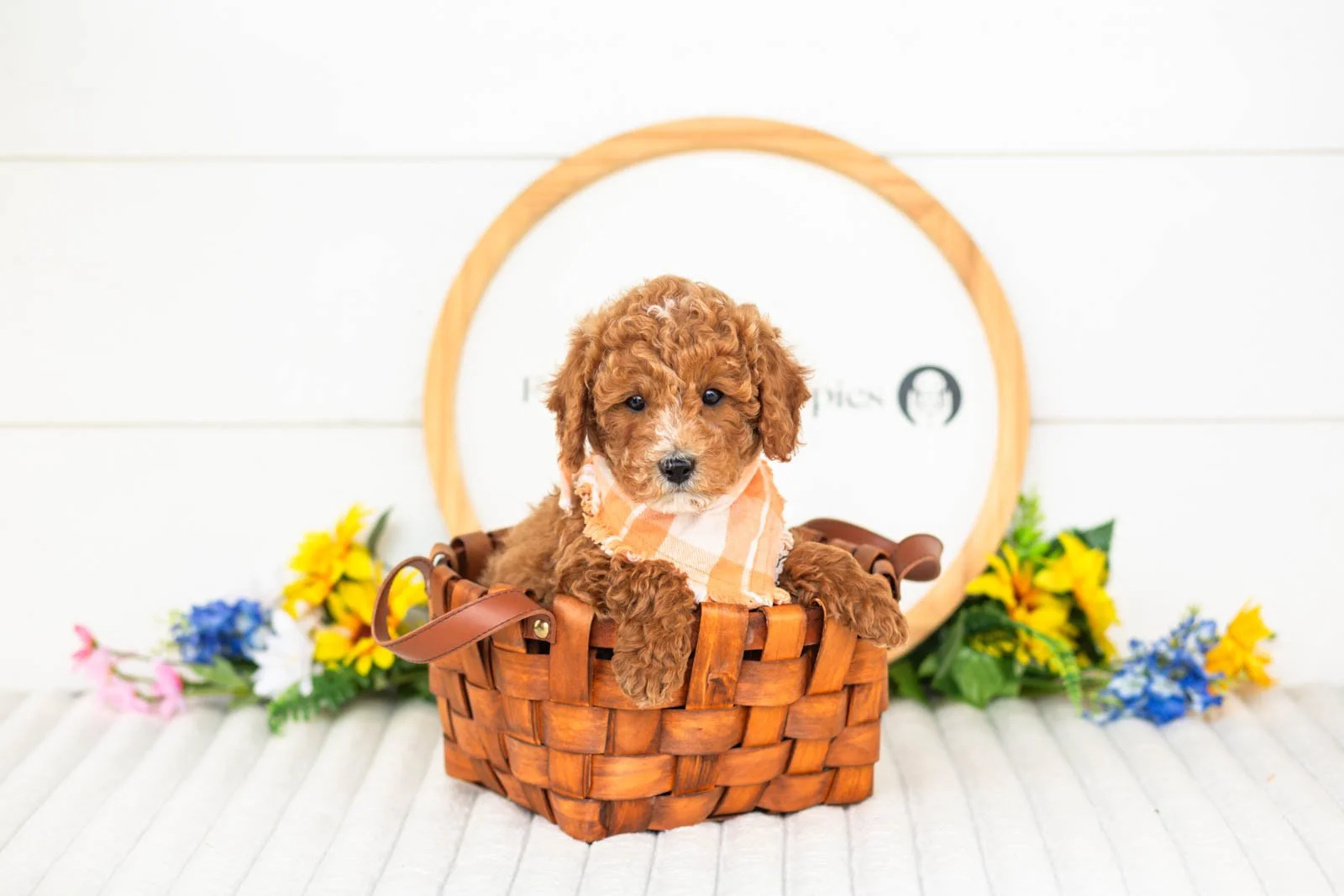 miles goldendoodle for sale(4).jpg