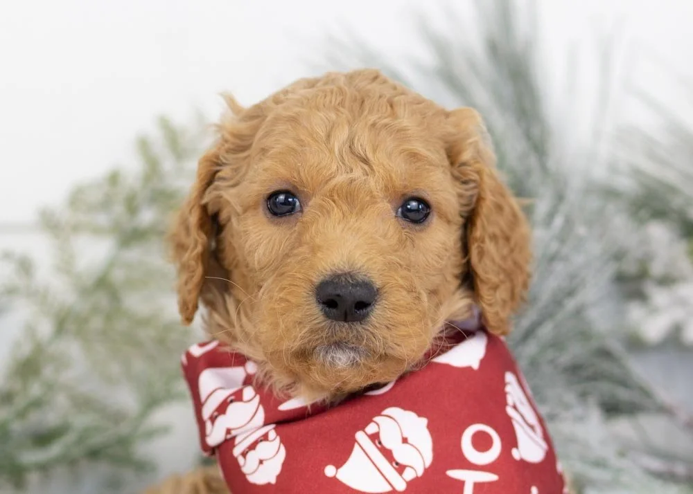 goldendoodle for sale