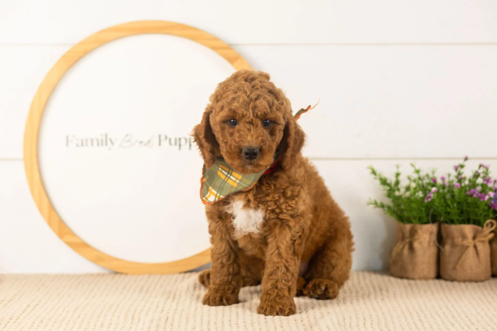 Glacier goldendoodle for sale.jpg
