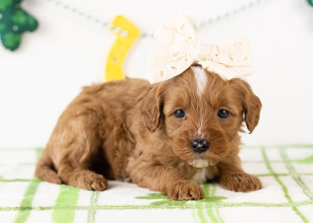 Karen goldendoodle for sale(2).jpg