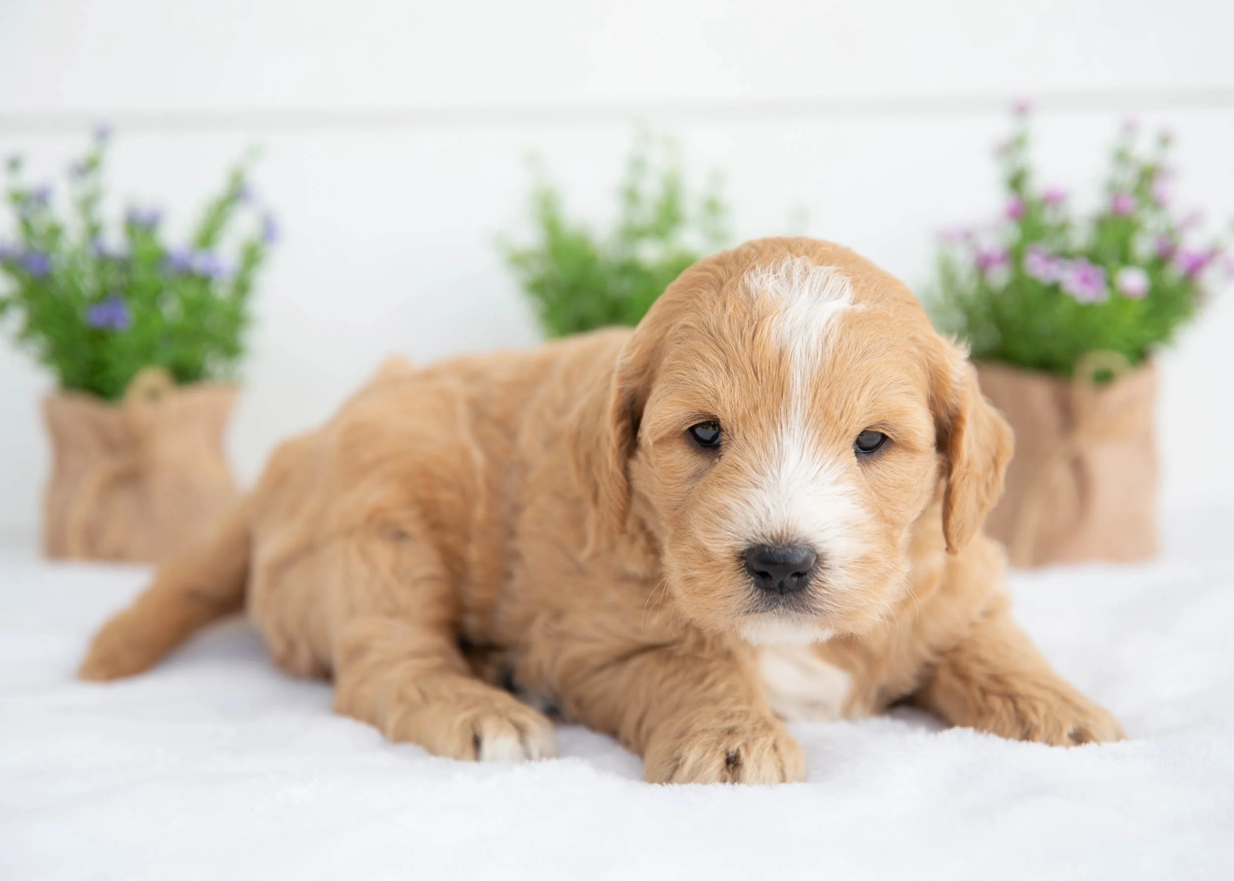 Nugget goldendoodle for sale(1).jpg