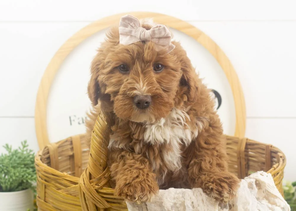 goldendoodle for sale
