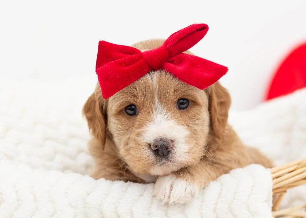 Cranberry goldendoodles for sale.jpg
