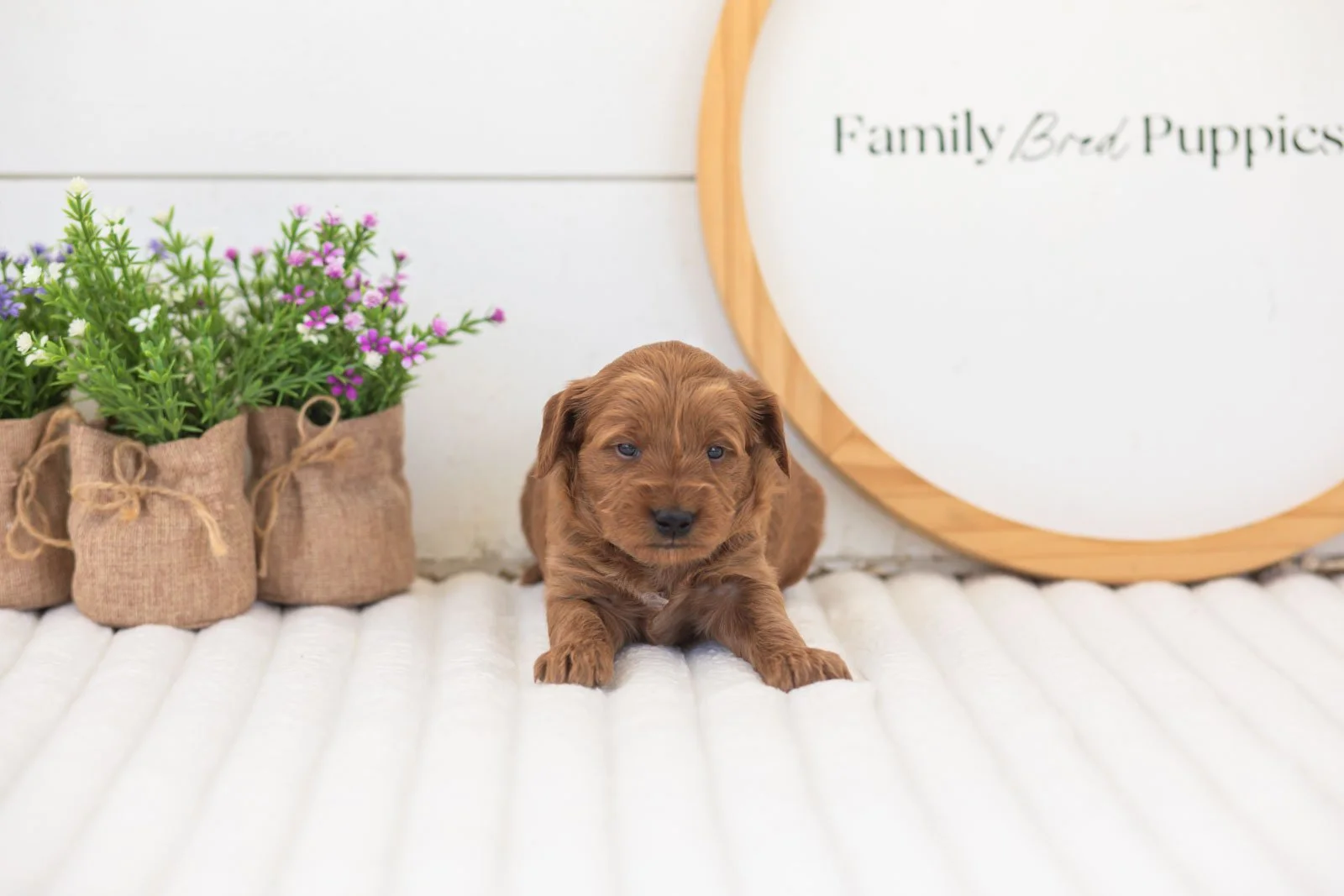 molly goldendoodle for sale(1).jpg