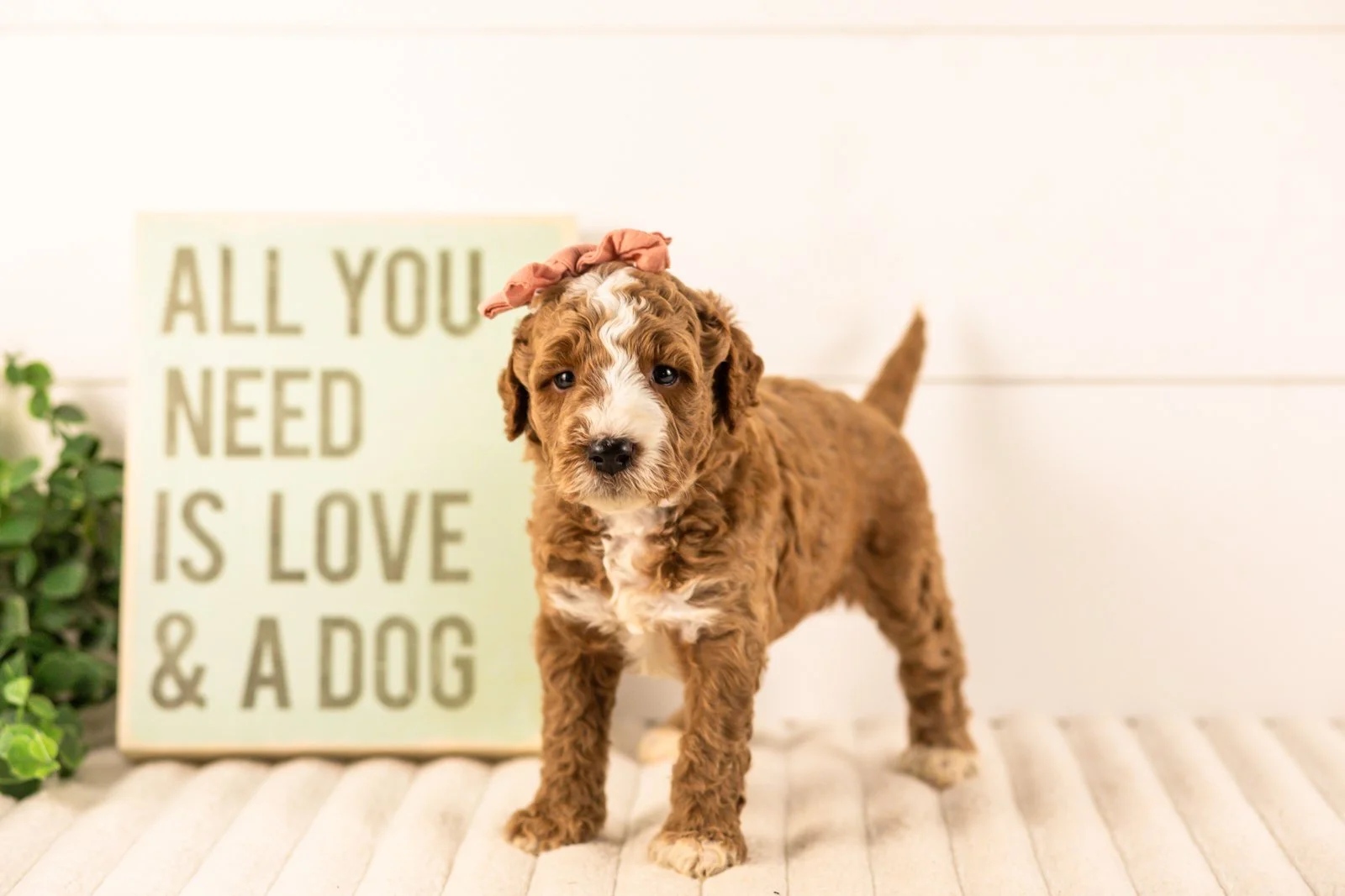 Lanie goldendoodle for sale.jpg