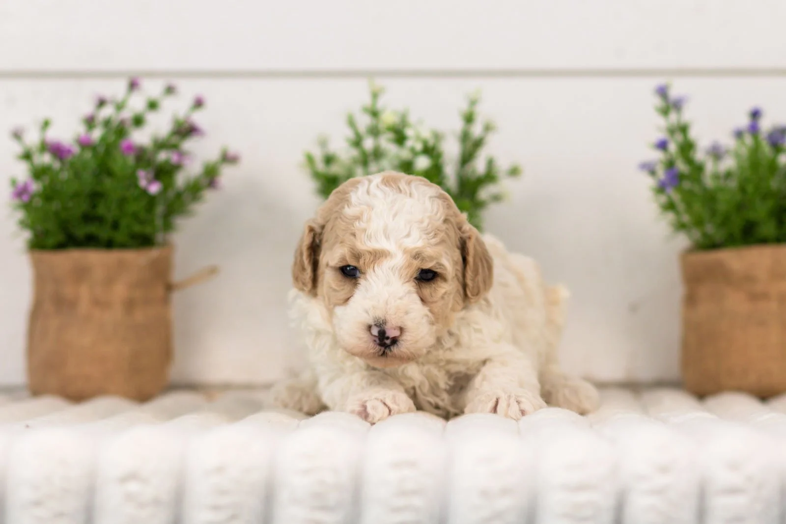 Dolly goldendoodle for sale(1).jpg