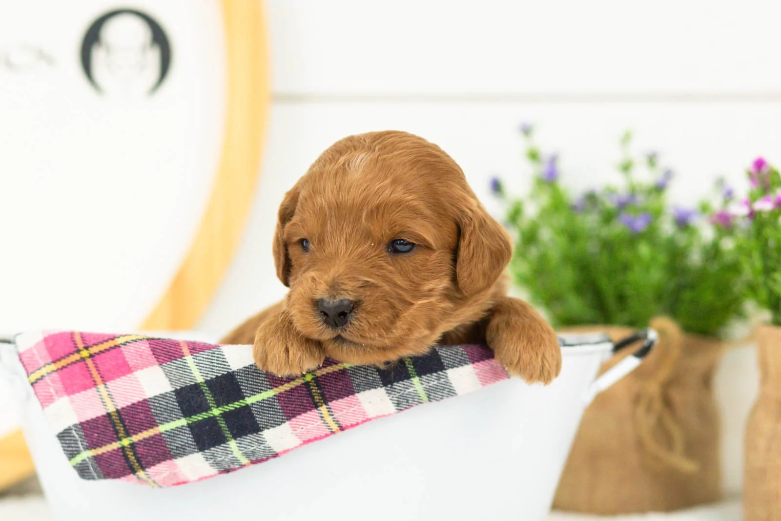 Doody goldendoodle for sale(4).jpg