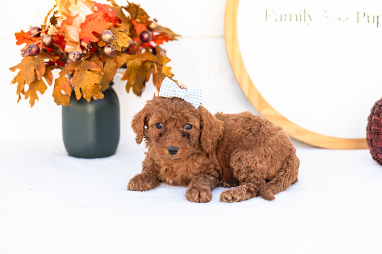 Esther goldendoodle for sale 5.jpg