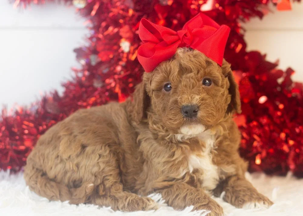 Carly goldendoodle for sale(1).jpg