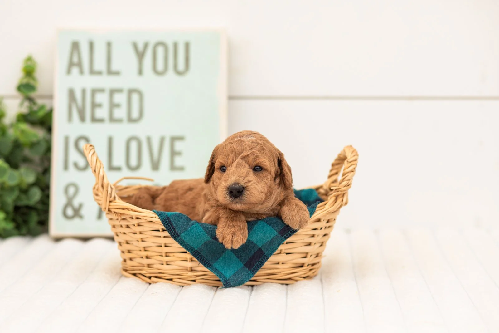 Fiona goldendoodle for sale(4).jpg