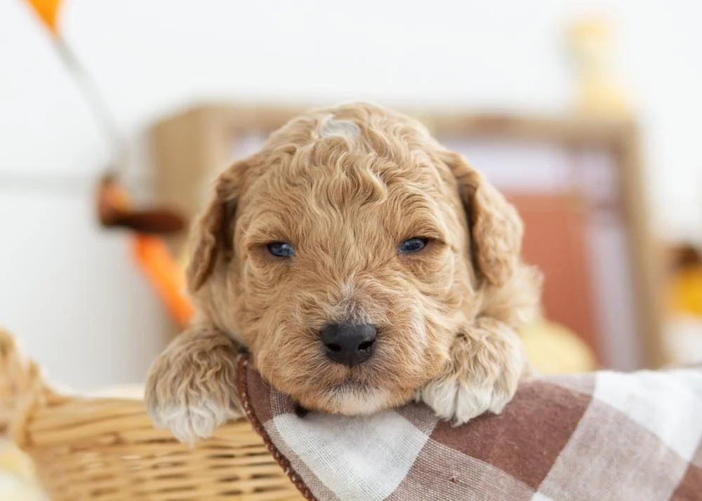 Mint Chip goldendoodle for sale.jpg