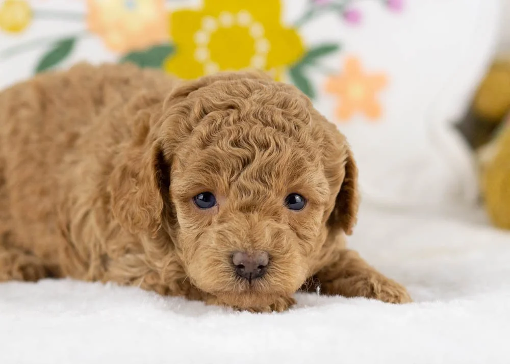 Ariel goldendoodle for sale(1).jpg