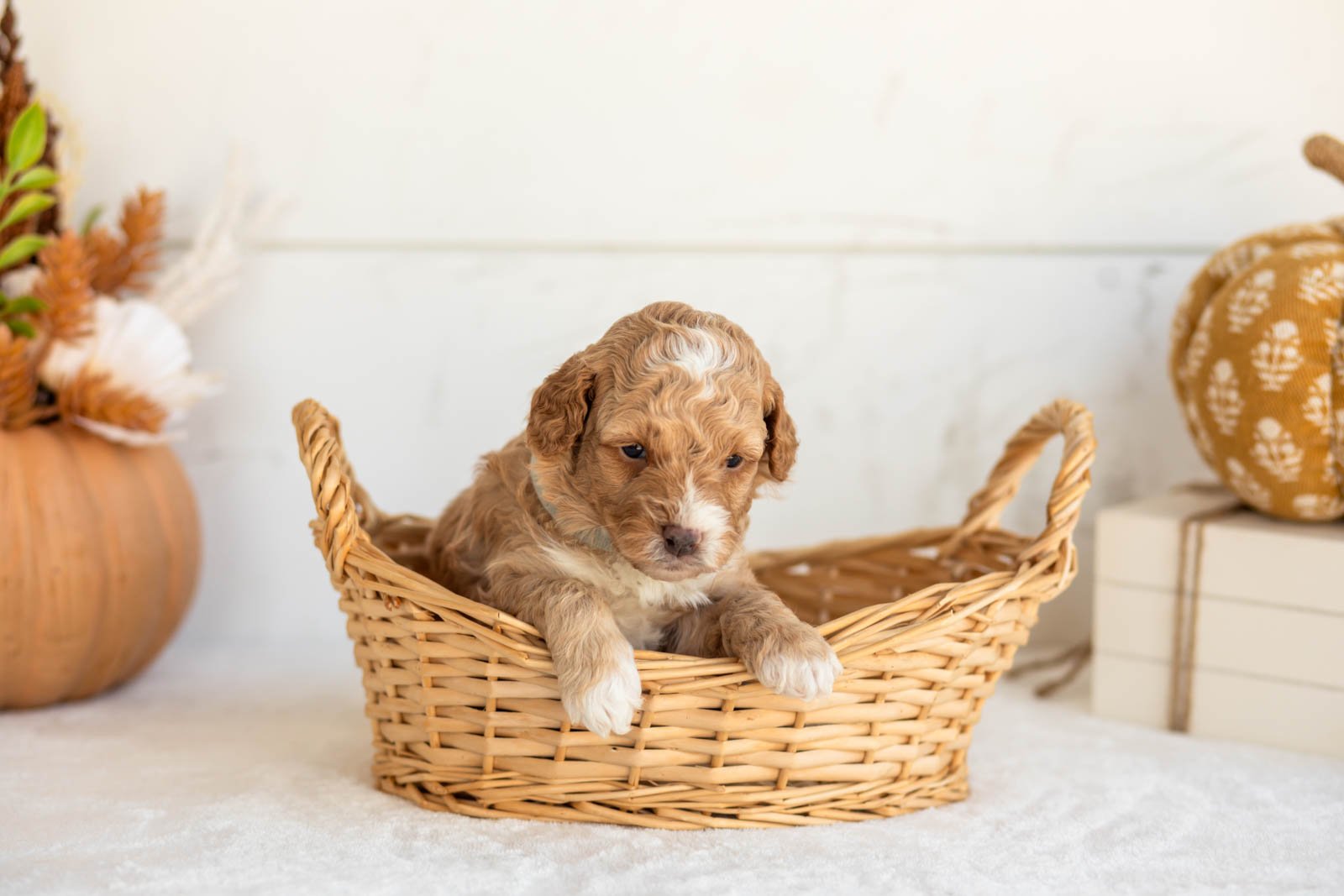 Noodle goldendoodle for sale 1.jpg