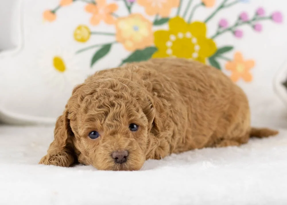 Ariel goldendoodle for sale(3).jpg