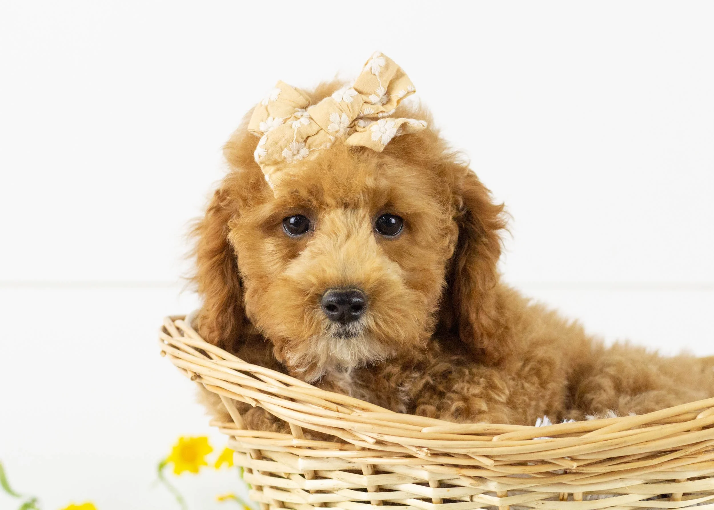 Tara goldendoodle for sale(1).jpg