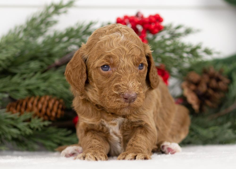 goldendoodle for sale