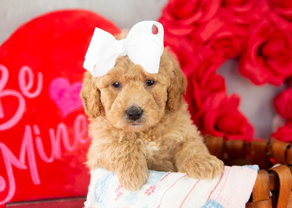 Lindsey goldendoodle for sale(1).jpg