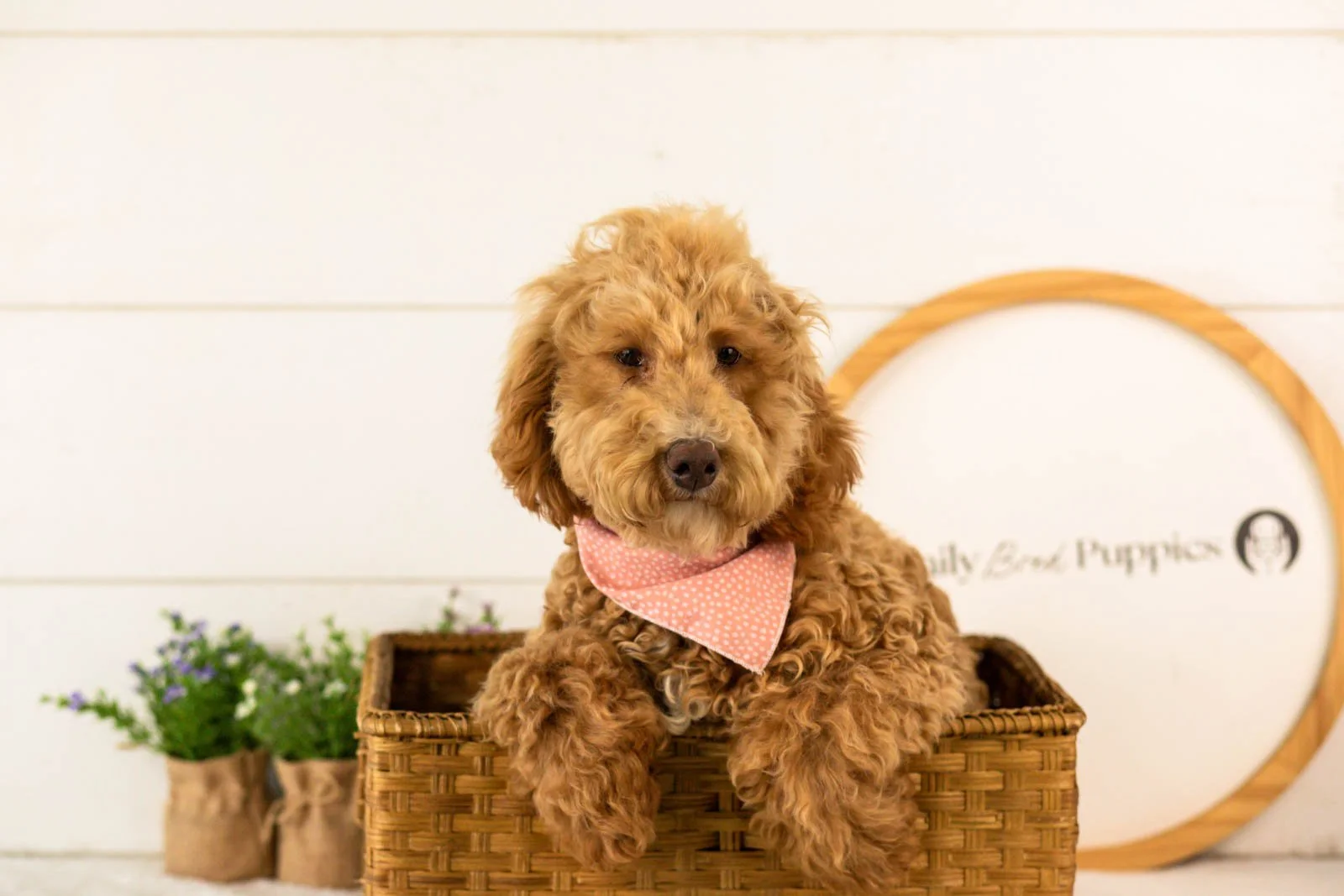 Ohio goldendoodle for sale(3).jpg