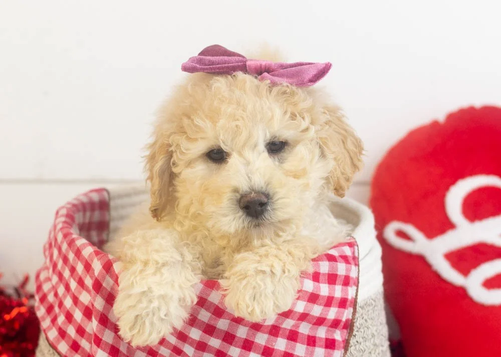 Darling goldendoodle for sale(1).jpg