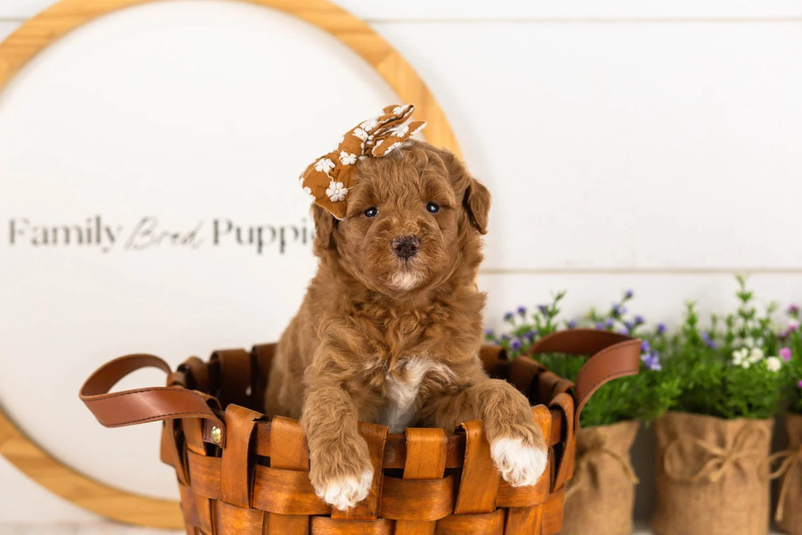 Serenity goldendoodle for sale(3).jpg