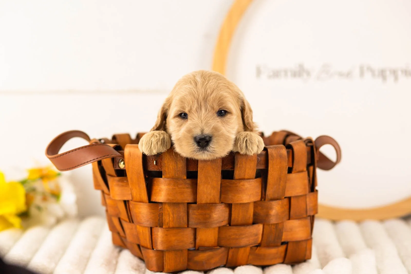 gandalf goldendoodle for sale(4).jpg