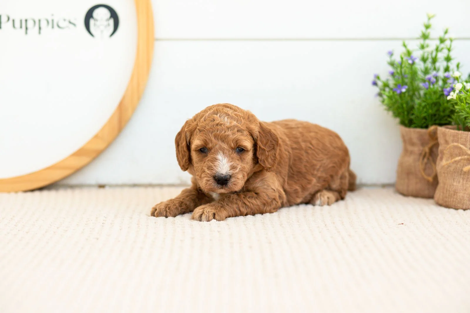 Misty golendoodle for sale(2).jpg