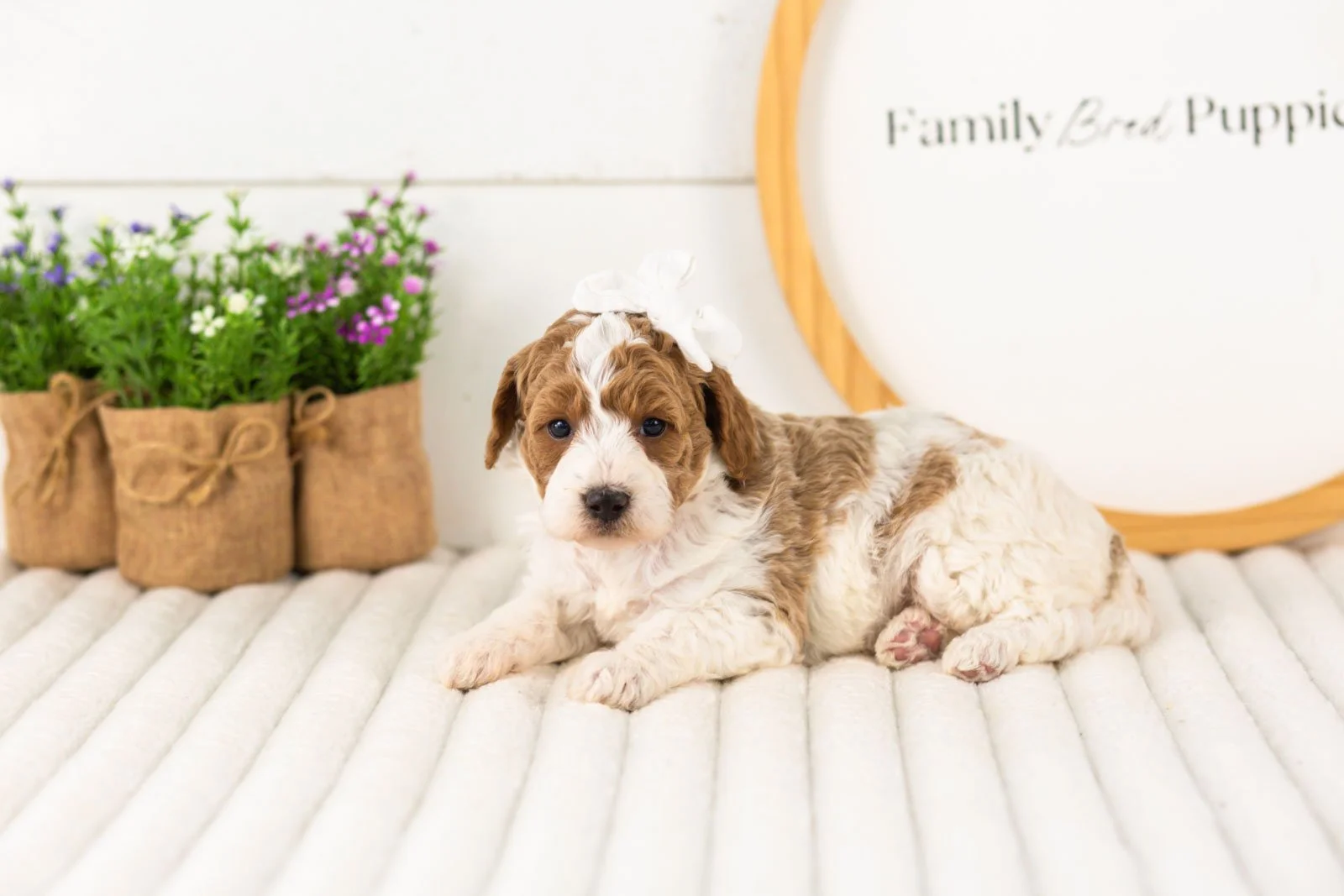 Lucy goldendoodle for sale(1).jpg