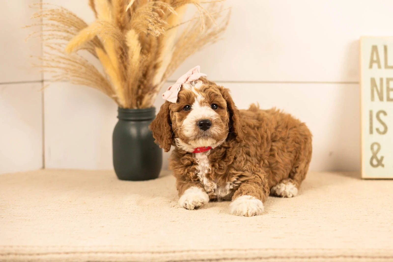 Lindsey goldendoodle for sale.jpg