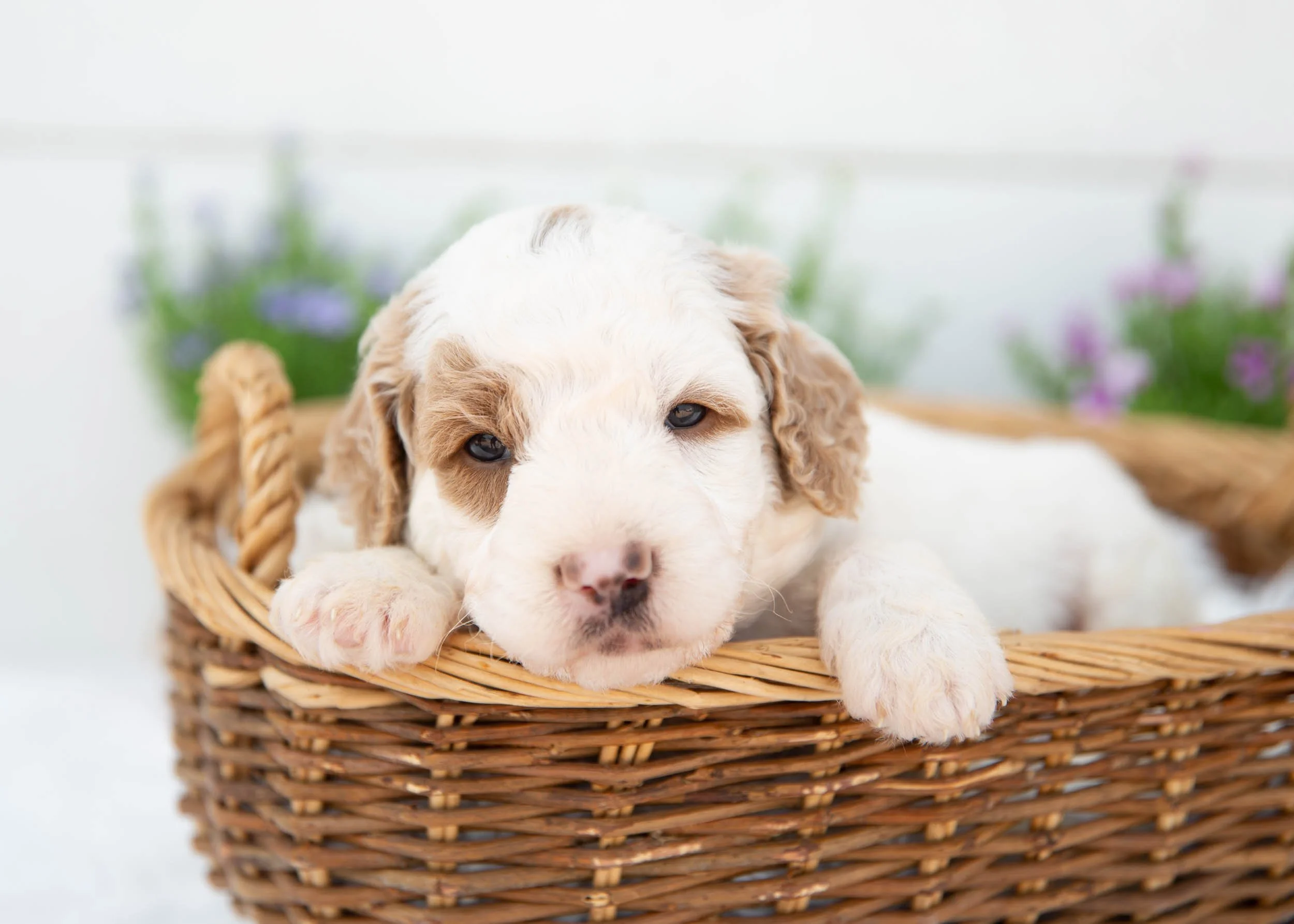 Pinto Goldendoodle For Sale.jpg