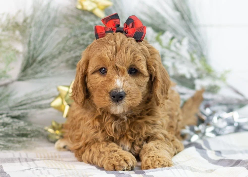 Bell goldendoodle for sale.jpg