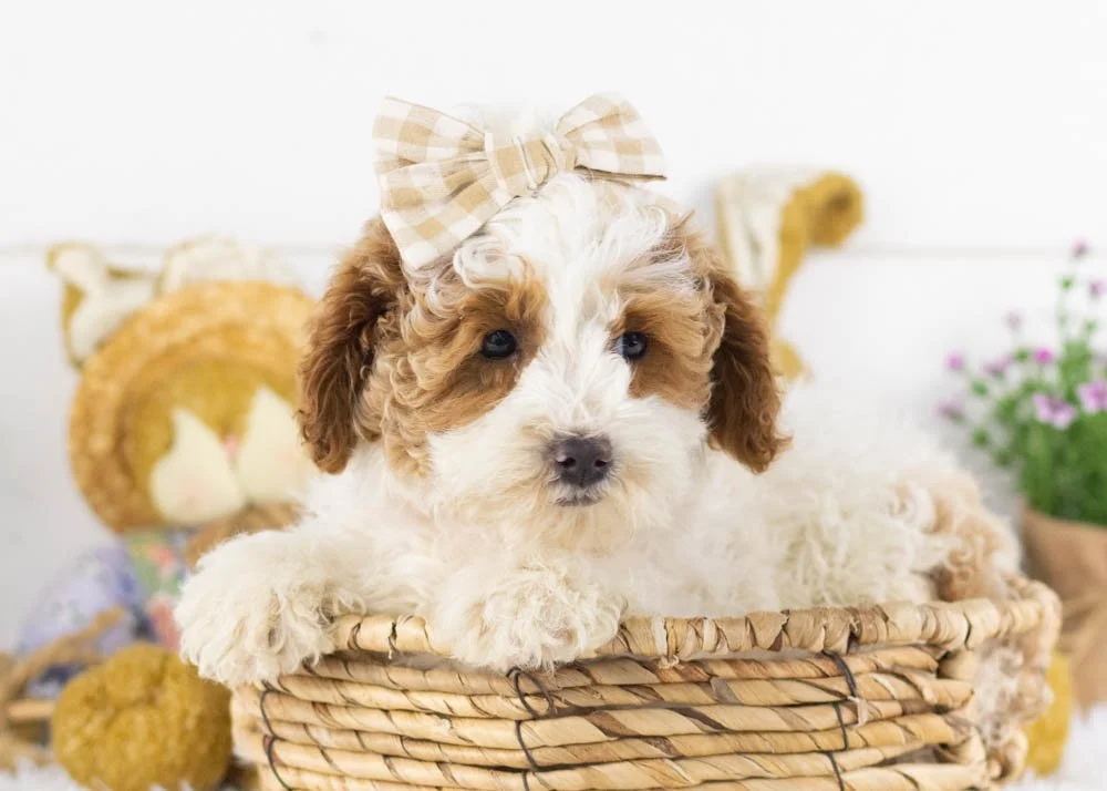 porsche goldendoodle for sale.jpg