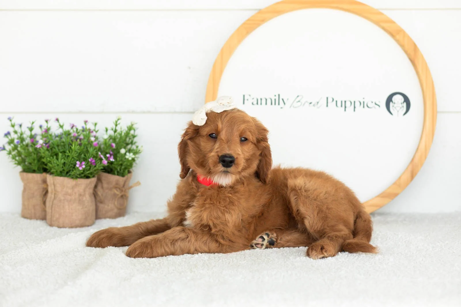 Eliza goldendoodle for sale.jpg