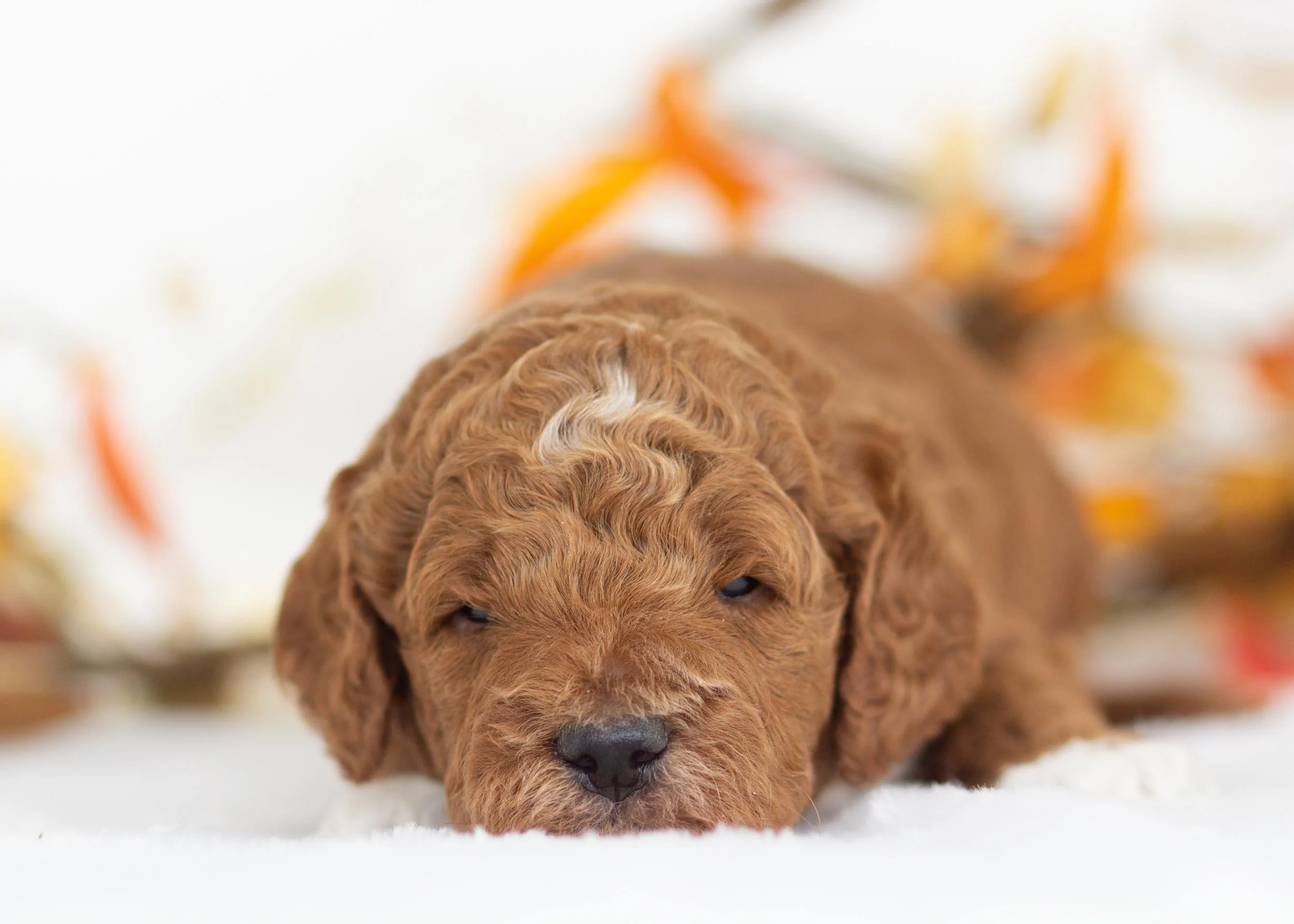 Trouser goldendoodle for sale(1).jpg