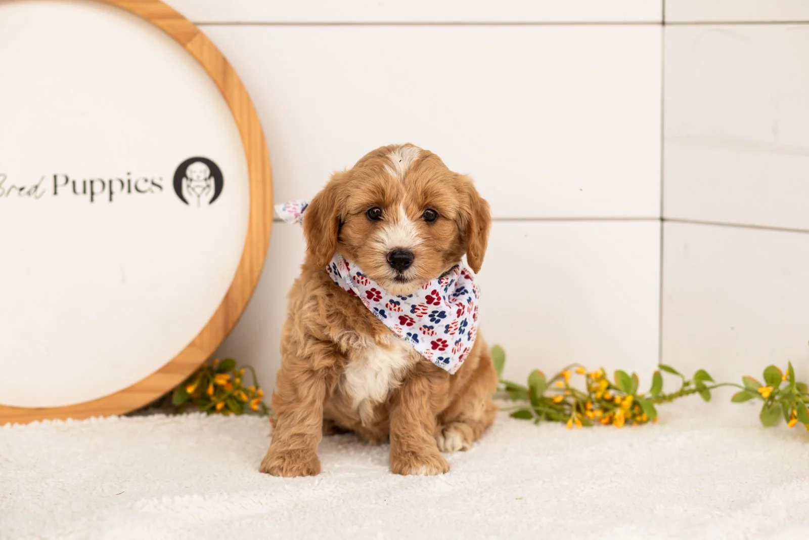 Blaze goldendoodle for sale.jpg