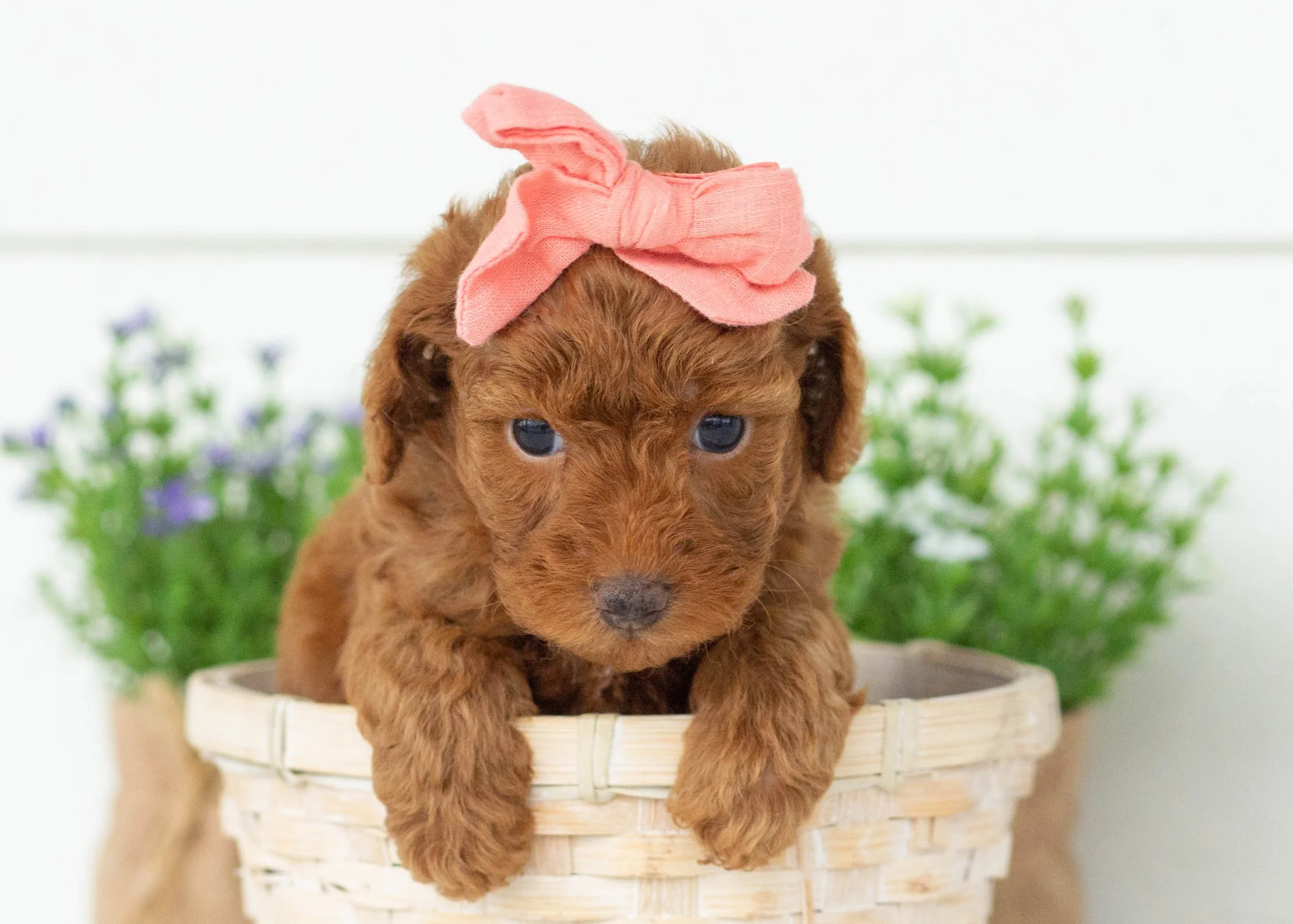 Charlotte goldendoodle for sale1.jpg