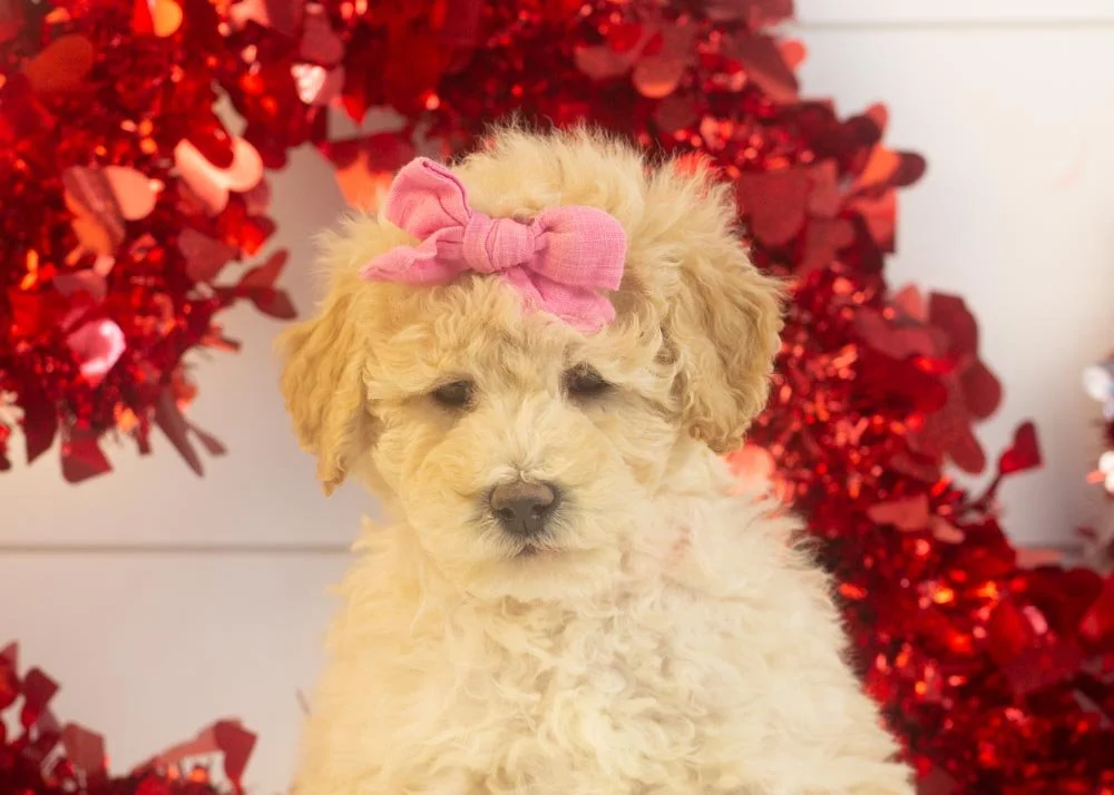 Darling goldendoodle for sale(2).jpg