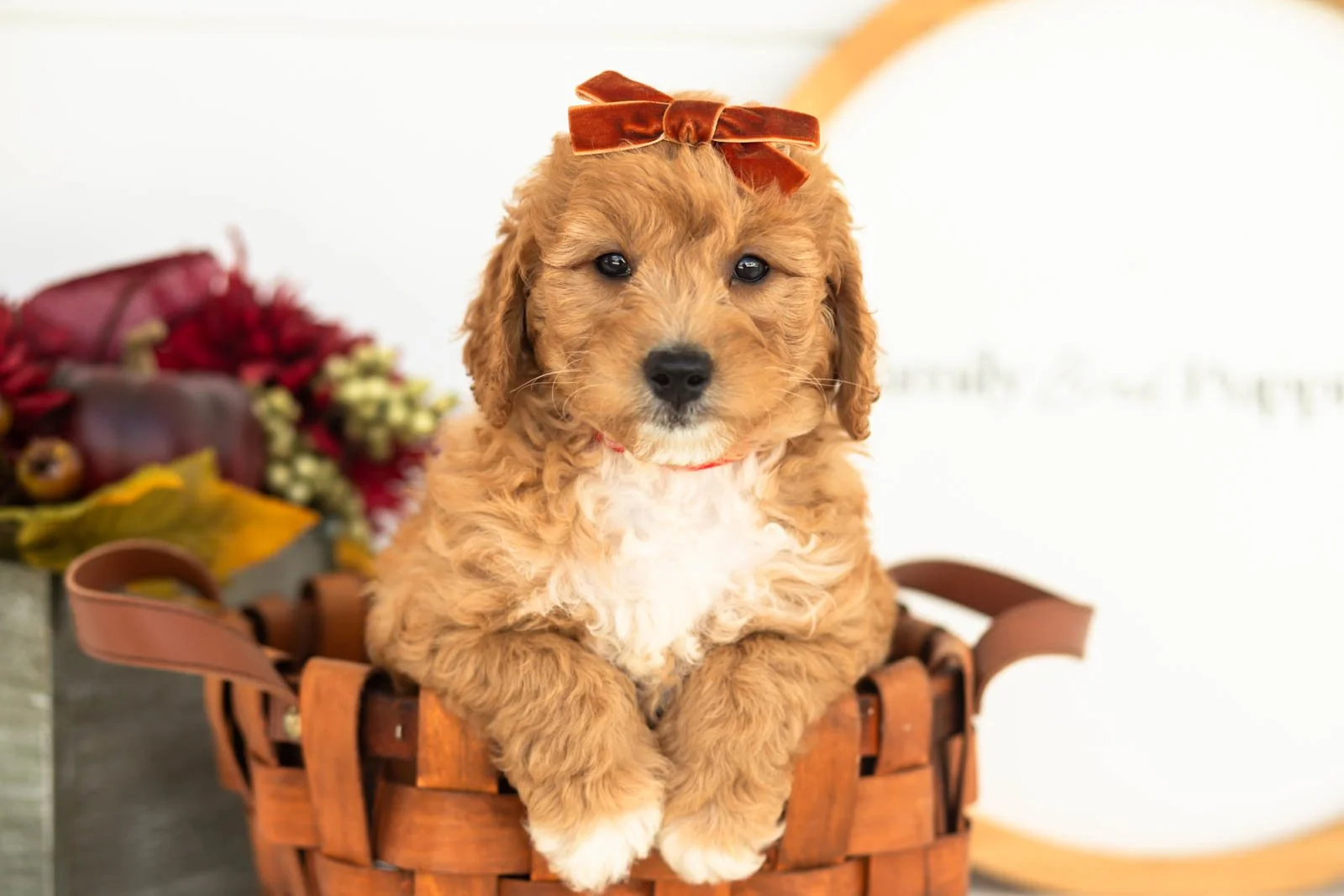 Denim goldendoodle for sale(1).jpg