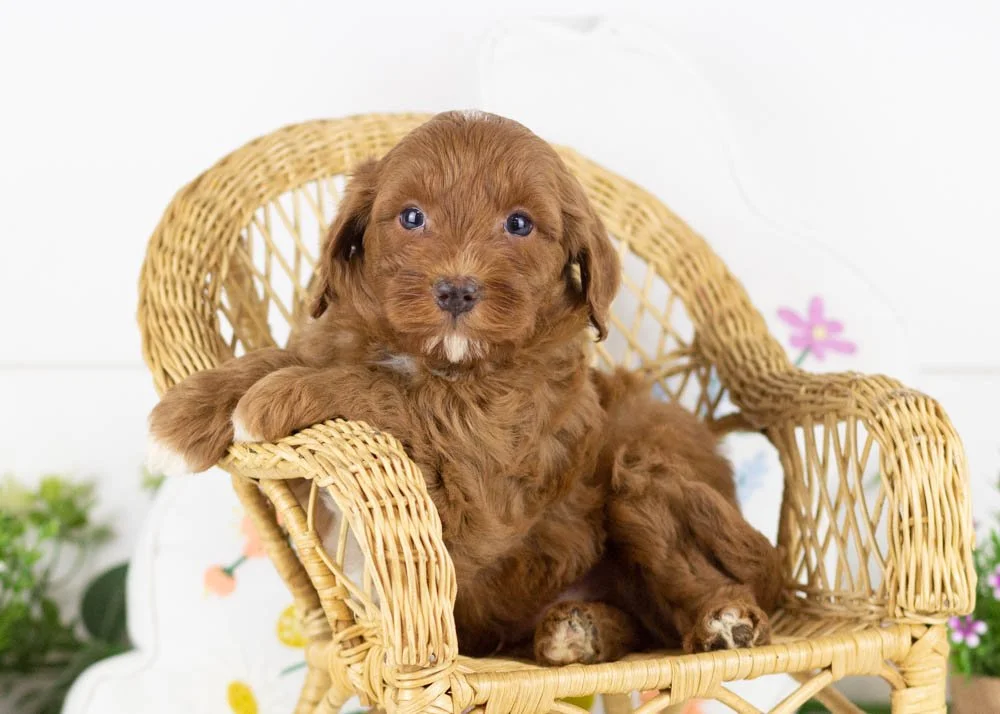 goldendoodle for sale