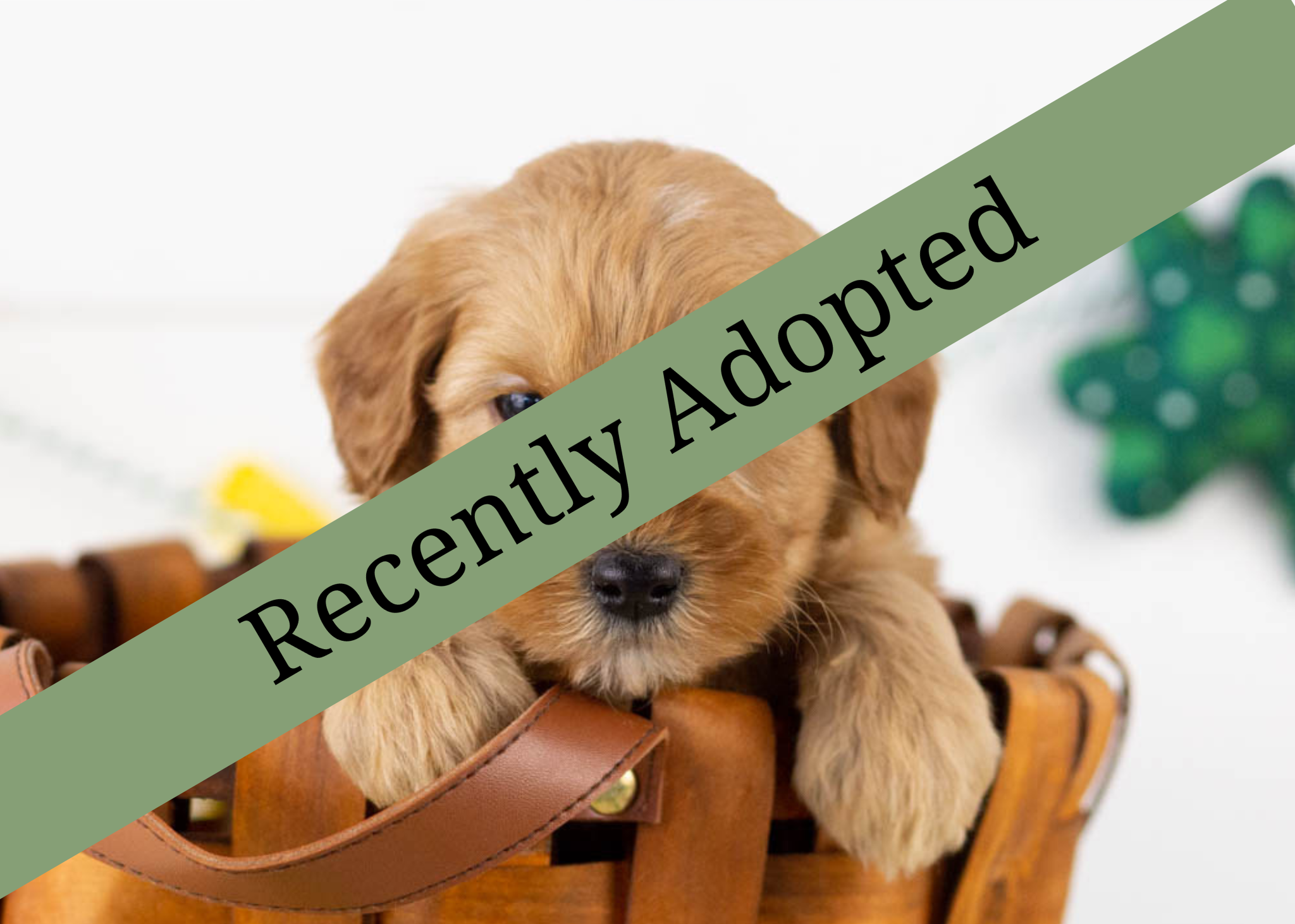 goldendoodle for sale