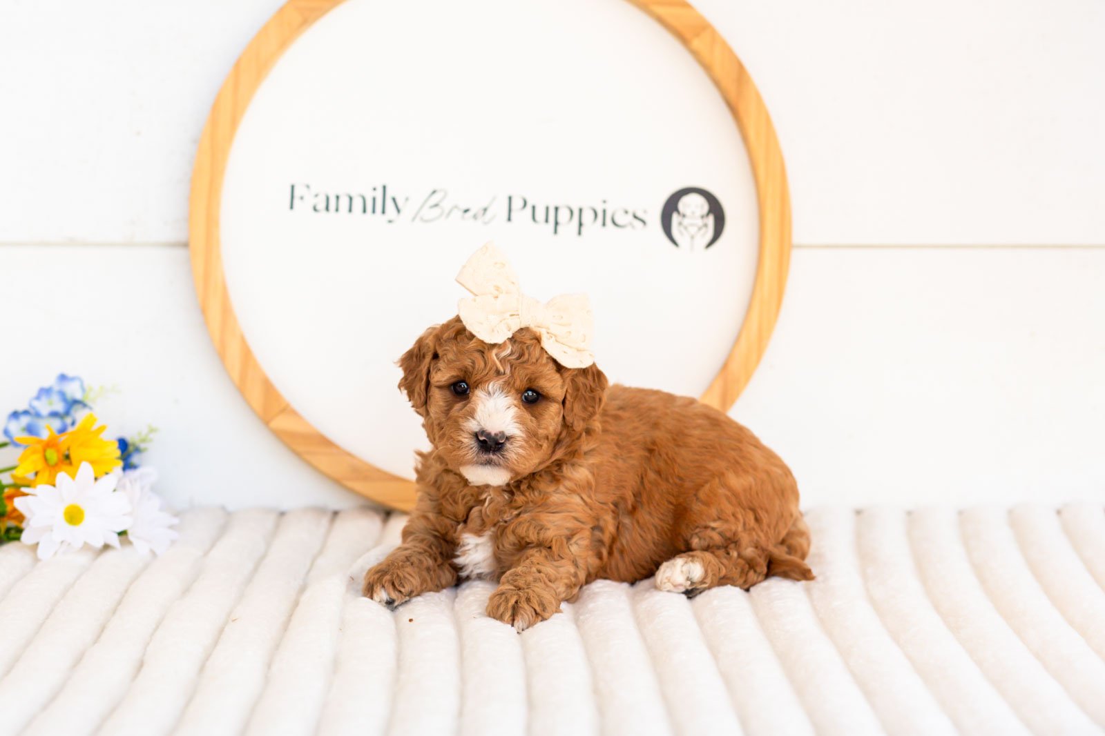 cora goldendoodle for sale.jpg