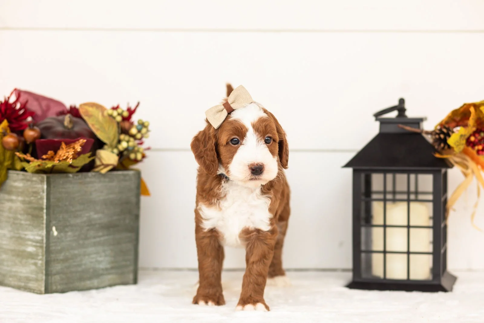 Ruffian goldendoodle for sale 3.jpg