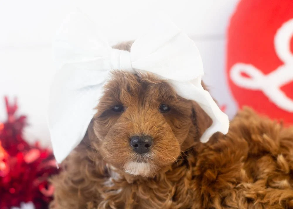 valerie goldendoodle for sale(3).jpg