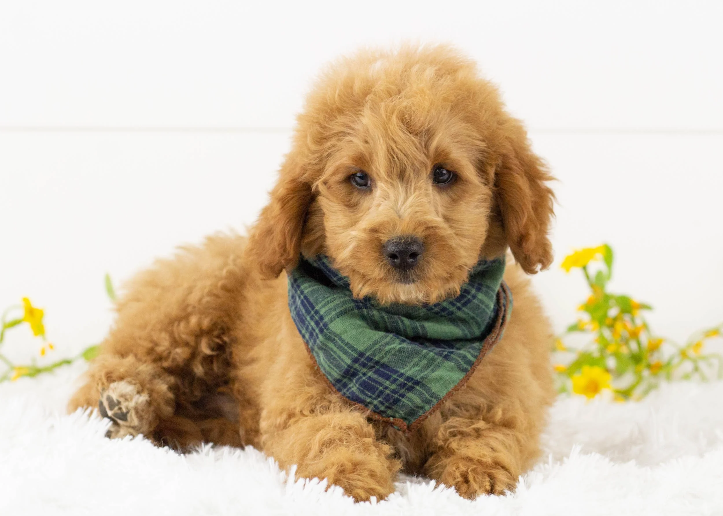 Leo goldendoodle for sale(1).jpg