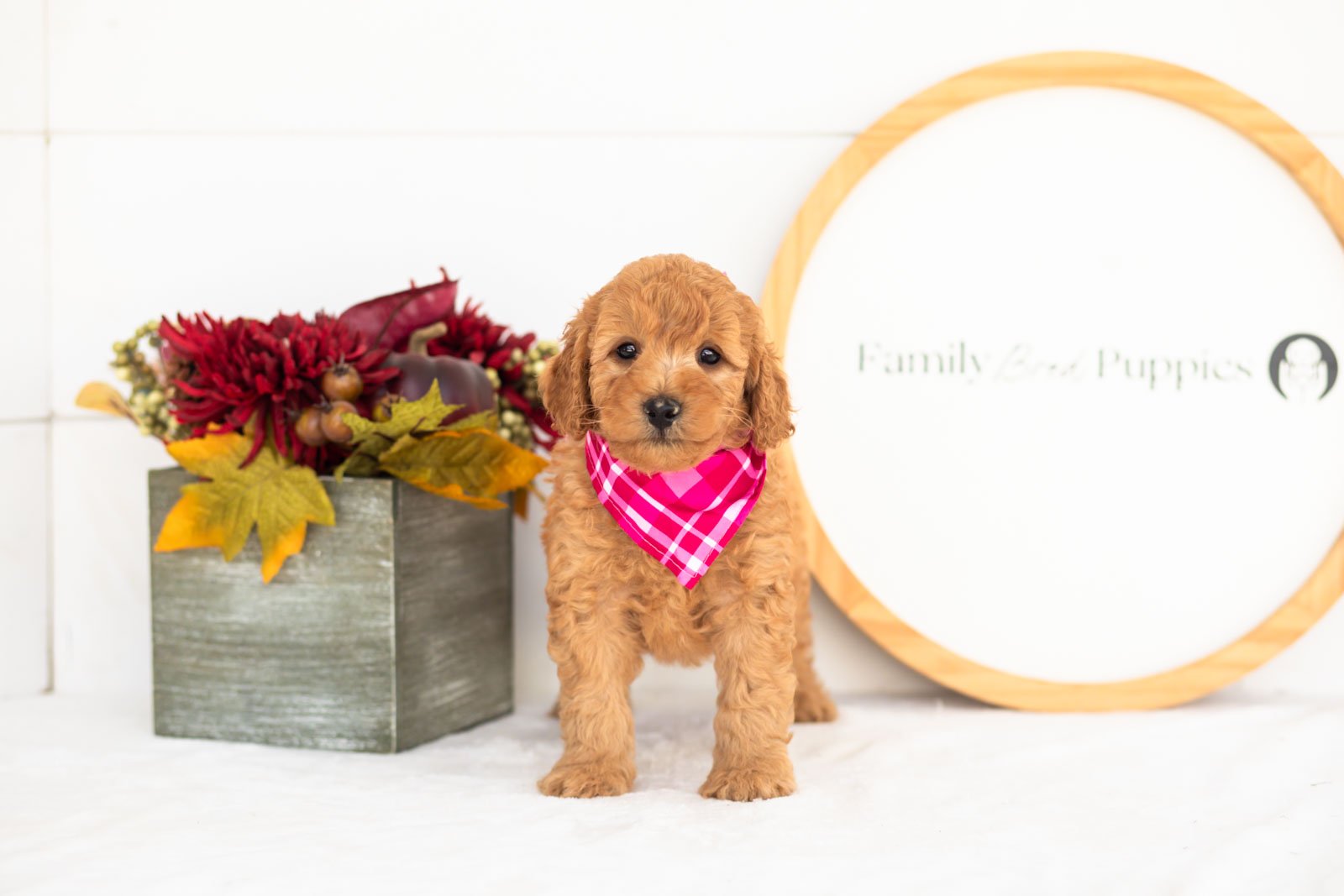 Corduroy goldendoodle for sale(1).jpg