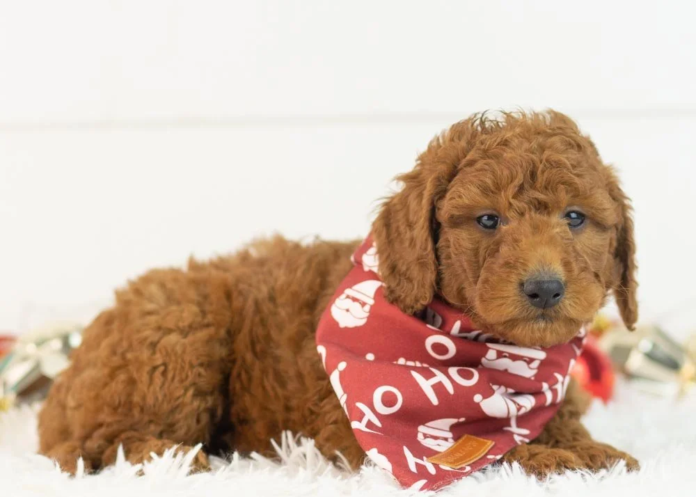 Colt goldendoodle for sale(3).jpg