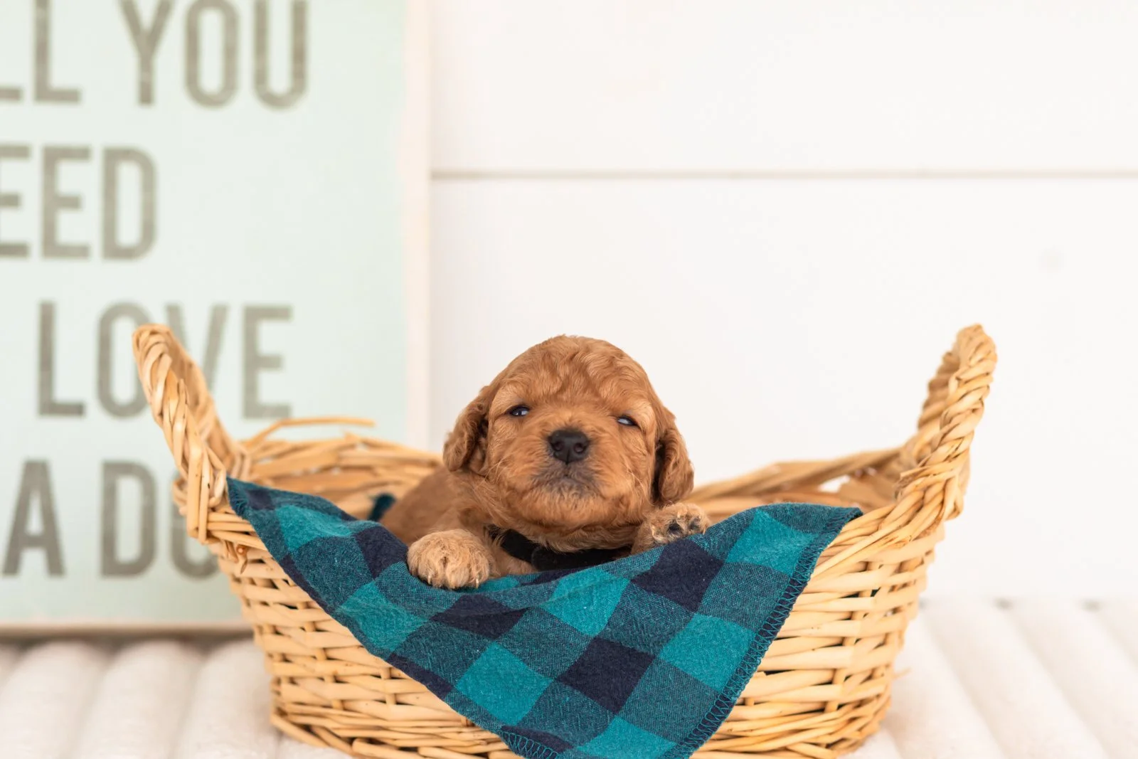 Corduroy goldendoodle for sale(4).jpg