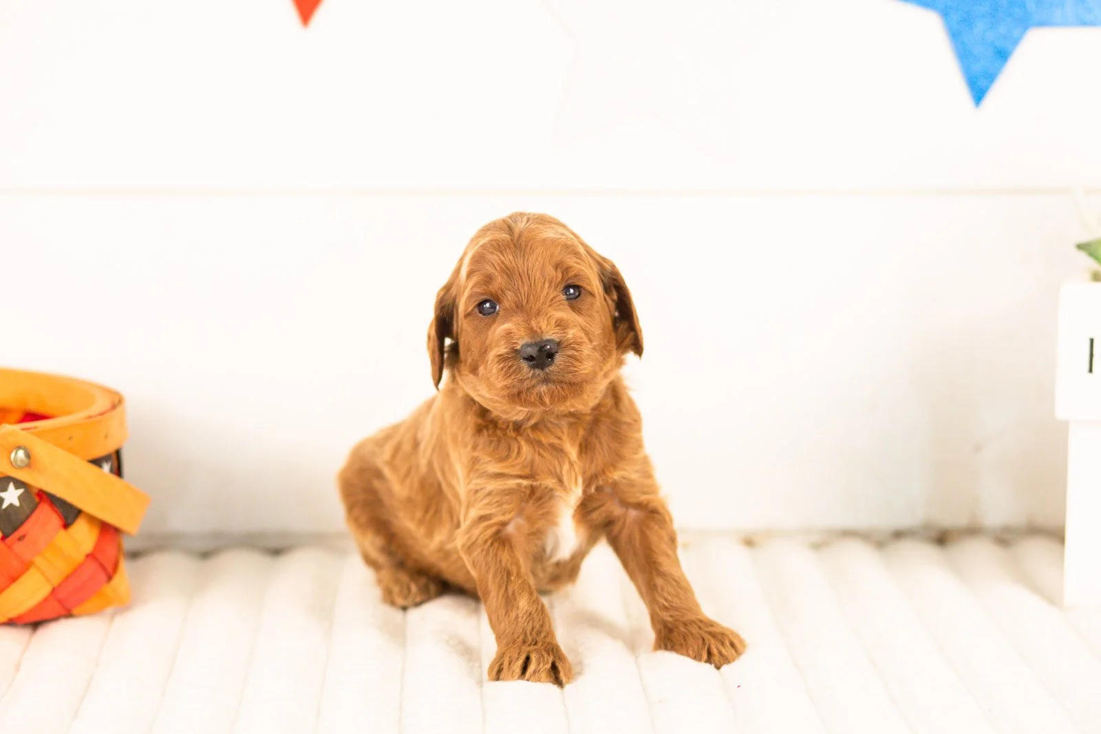 Teton goldendoodle for sale(1).jpg