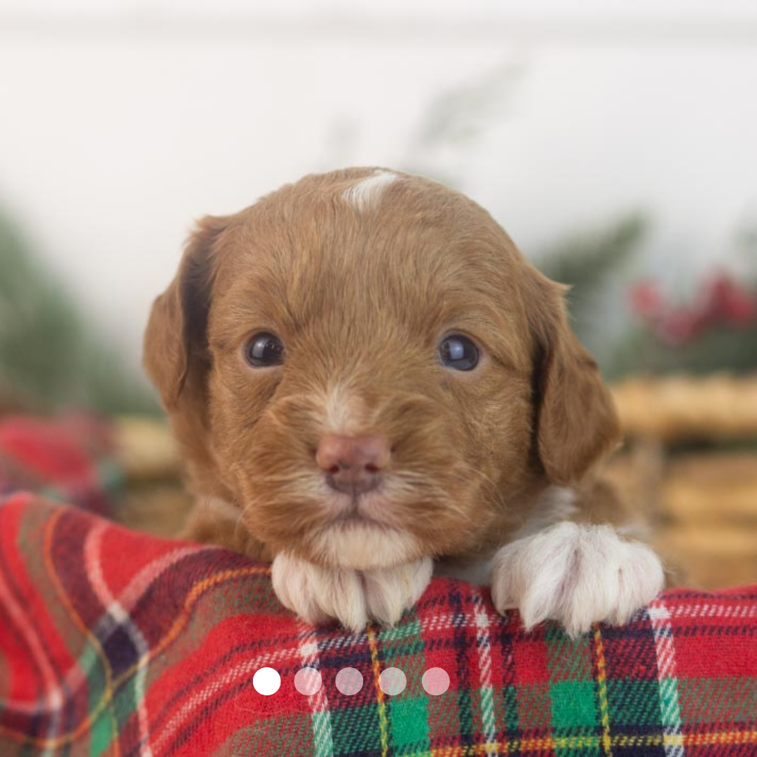 Copy of FBP Design.png