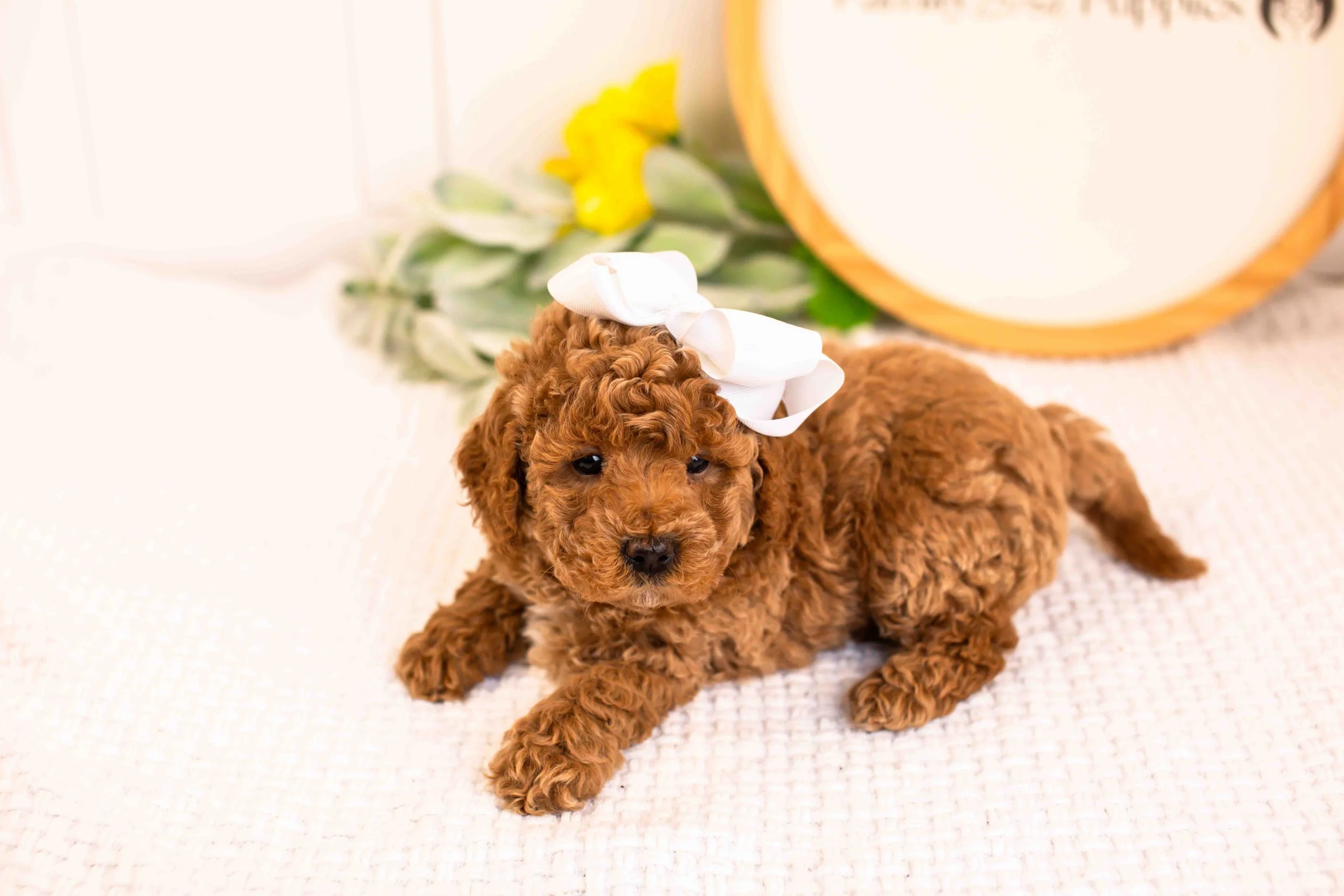 Jasmine goldendoodle for sale(2).jpg