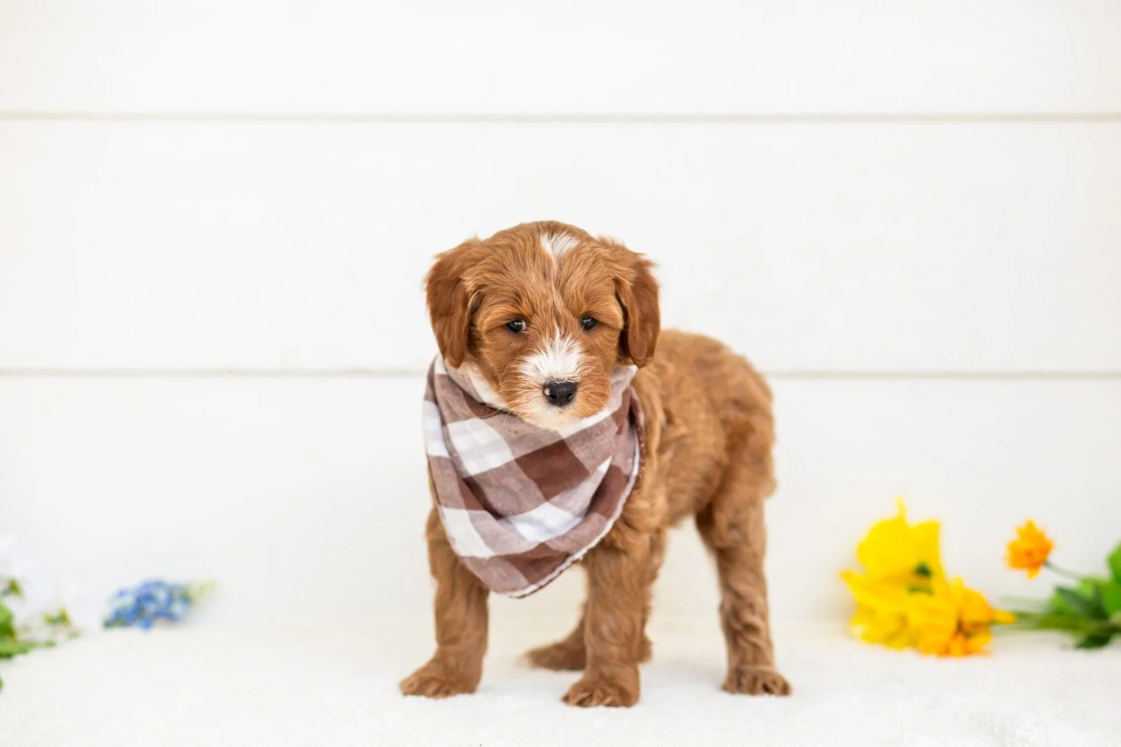 fido goldendoodle for sale(3).jpg